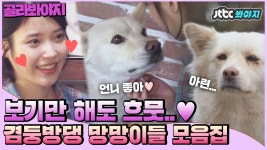 [골라봐야지] 효리네민박 흐뭇한 댕댕이 모음집.zip 나만 겸둥방댕 망망이 없지 | ZUM TV