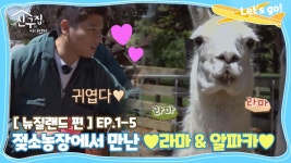 [내친집][뉴질랜드 편 EP.1-5] 젖소농장에서 만난 ♥라마&알파카♥ (The Homecoming) | ZUM TV