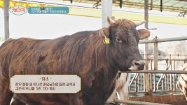 70년 만에 부활한 우리나라의 토종 소, 칡소🐮 | JTBC 201202 방송 | ZUM TV
