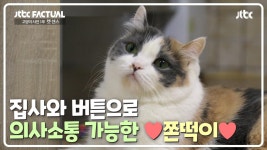 (똑똑한 고양이🐱) 집사와 버튼으로 의사소통 가능한 ♥쫀떡이♥ | JTBC 210327 방송 | ZUM TV