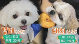 작고 소중....❤️ 홍현희보다 더 유명한(*^▽^*) 셀럽 강아지 경태x태희 | JTBC 210826 방송 | ZUM TV