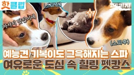 견생 첫 멍스파에 멍해지는 기복이😌 본격 반려견과 오붓하게 즐기는 호캉스🥳｜JTBC 210909 방송 | ZUM TV