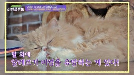 반려동물이 단모종이라고 안심해선 안되는 알레르기 비염💧 | JTBC 211009 방송 | ZUM TV