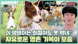 툭하면 냅다 달리는 기복이의 열정🔥 우주대스타 희철이도 당황하는 마성의 매력 기복이🐶｜JTBC 211011 방송 외 | ZUM TV
