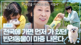 [스페셜] 애견인 눈물 버튼..💦 천국에 먼저 가 있던 나의 반려동물과의 재회 이야기 | JTBC 250420 방송 | ZUM TV
