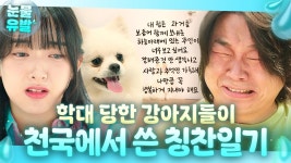 울컥😭 ＂주인을 용서하는 절 칭찬합니다＂ 학대 당하던 강아지들이 천국에서 우울증 치료하는 법??｜천국보다 아름다운｜JTBC 250511... 