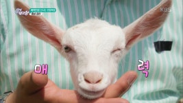 매력만점! 신나는 산양 목장 - 충남 금산 | ZUM TV