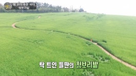 땅 위의 푸른 바다, 청보리밭 | ZUM TV