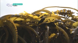 [로미나·고미호의 한국 속으로] 기장 미역 - 부산광역시. | ZUM TV