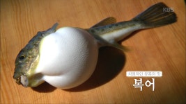 강에서 나는 돼지 하돈이라 불린 생선 ‘복어’ | ZUM TV