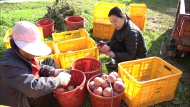 후배의 사과 농장에서 함께 하는 가을걷이 : TV줌 후배의 사과 농장에서 함께 하는 가을걷이