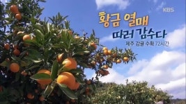 황금 열매 따러 감수다, 감귤 수확 72시간 : TV줌 황금 열매 따러 감수다, 감귤 수확 72시간