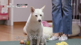 생각보다 심각한 이백이의 상태! | ZUM TV