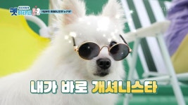 귀염 뽀짝 포메리니안은 누구개? : TV줌 귀염 뽀짝 포메리니안은 누구개?