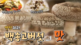 영양 최고! 백송고버섯의 맛 [대케맛] / KBS대전 방송 | KBS 201210 방송 | ZUM TV