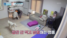 강아지 1일1식 괜찮나요? | KBS 210114 방송 | ZUM TV 사료 투정하는 멍중이! 강아지 1일1식 괜찮나요?  | KBS 210114 방송 | ZUM TV