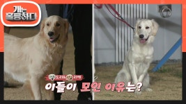 장난꾸러기 도리와 공주 리에의 만남☆ 두 골든 레트리버의 만남! 그 이유는? | KBS 201228 방송 | ZUM TV