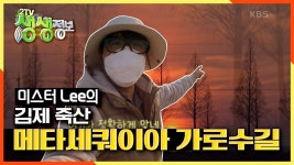 김제 죽산 메타세쿼이아 가로수길에 노을 빛을 담아라! | KBS 210310 방송 | ZUM TV