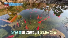 [비밀 정원] 신비한 연못과 들꽃이 피는 정원! 영천 ＂손안에 솔 정원＂ | KBS 211202 방송 | ZUM TV