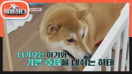 우리 하태가 달라졌어요☆ 하태가 달라진 만큼 단단해진 보호자! | KBS 211011 방송 | ZUM TV