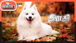 부의 상징 스피츠! 개훌륭에서 만났던 강렬한 스피츠의 기억... | KBS 220912 방송 | ZUM TV