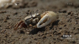 세계 자연 유산에 등재된 유부도 갯벌 | KBS 221217 방송 | ZUM TV