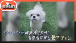 세 번의 파양이란 아픔을 겪은 오늘의 고민견 호야의 사연..😥 | KBS 230206 방송 | ZUM TV