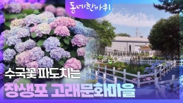 수국꽃 파도치는 장생포 고래문화마을 | KBS 230708 방송 | ZUM TV