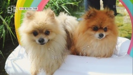 행복을 꿈꾸는 가(家) | KBS 230819 방송 | ZUM TV