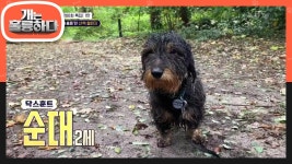 마지막 4주 차! 네덜란드와 캐나다에서 도착한 영상?! 짧은 다리로 총총총 잘 걷는 순대! | KBS 231204 방송 | ZUM TV