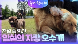 전설 속 의견, 임실의 자랑 오수개 | KBS 240601 방송 | ZUM TV