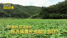 영덕의 명물 꿀고구마! 고구마 캐러 왔습니데이~ | KBS 241107 방송 | ZUM TV
