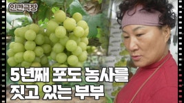 [포도밭의 점님씨] (1/15) [인간극장/Screening Humanity] | KBS 241118 방송 | ZUM TV