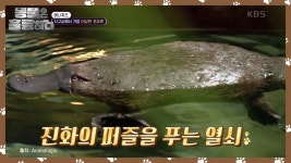 [애니퀴즈] 특이하고 희귀한 오리 너구리! 밀반출 시 징역 10년, 1억 7천만원의 벌금이?! | KBS 250217 방송 | ZUM TV