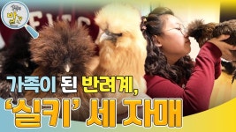 가족이 된 반려계, 3계 3색 ‘실키’ 세 자매 “ 애정 표현이나 교감이 가능! ” | KBS 250217 방송 | ZUM TV