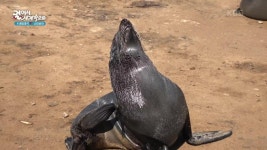 주차장 옆에서 물개를 볼 수 있는 케이프크로스 | KBS 250219 방송 | ZUM TV