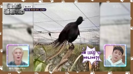 [애니퀴즈] 다양한 소리를 똑같이 복사하는 라이어 버드 | KBS 250310 방송 | ZUM TV