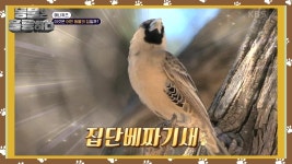 [애니퀴즈] 집 주인의 정체는 ‘집단베짜기새’ | KBS 250324 방송 | ZUM TV