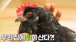 [너는 내 운명] 우리 집에 닭이 산다?! 청순이 | KBS 250601 방송 | ZUM TV