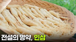 음식 X-파일 : 전설의 명약, 인삼 | KBS 251017 방송 | ZUM TV