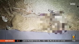 부산 명륜동에 멧돼지 집단출몰, 수색중 | ZUM TV