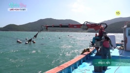 청산도 전복의 귀한 먹이는? ‘다시마 양식장’ [섬마을할매 14회] | ZUM TV