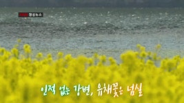 [KNN영상뉴스] 인적없는 강변 유채꽃 넘실 | ZUM TV