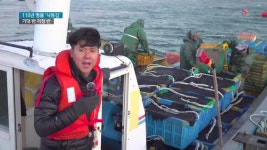 명물 ′′낙동김′′ 첫 수확, 기대 반 걱정 반 | ZUM TV