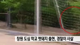 도심 초등학교에 맷돼지 출현해 사살 | ZUM TV
