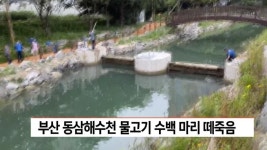 부산 동삼해수천 물고기 수백마리 떼죽음 | ZUM TV