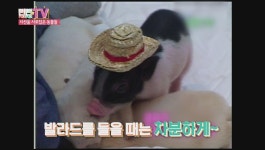 쿨의 동물천하, 돼지&아기 백구들과 기막힌 동거! | ZUM TV