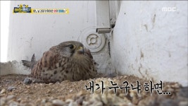 아파트 11층에 갑작스럽게 찾아온 특별한 새?! | ZUM TV