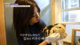 개화동 고양이 1번지에 가면 119마리 고양이가 있다?! | ZUM TV