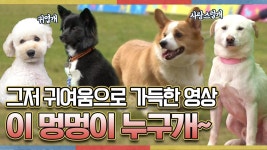 《메이킹》 너무 귀여워서 눈물 콸콸ㅠㅠ 이 멍멍이 누구개~? MBC 201002 방송 | ZUM TV